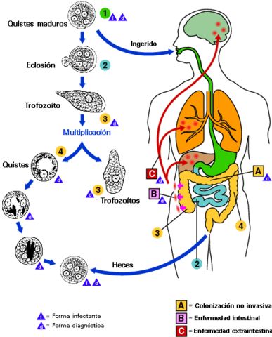 Ciclo de vida Entamoeba histolytica