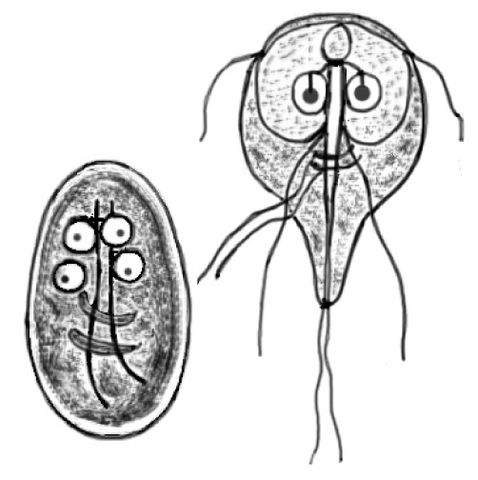 Morfologia de Giardia