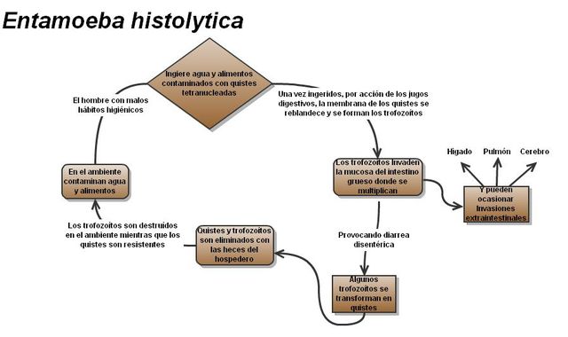Ciclo Entamoeba histolytica